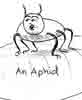 An Aphid Sketch